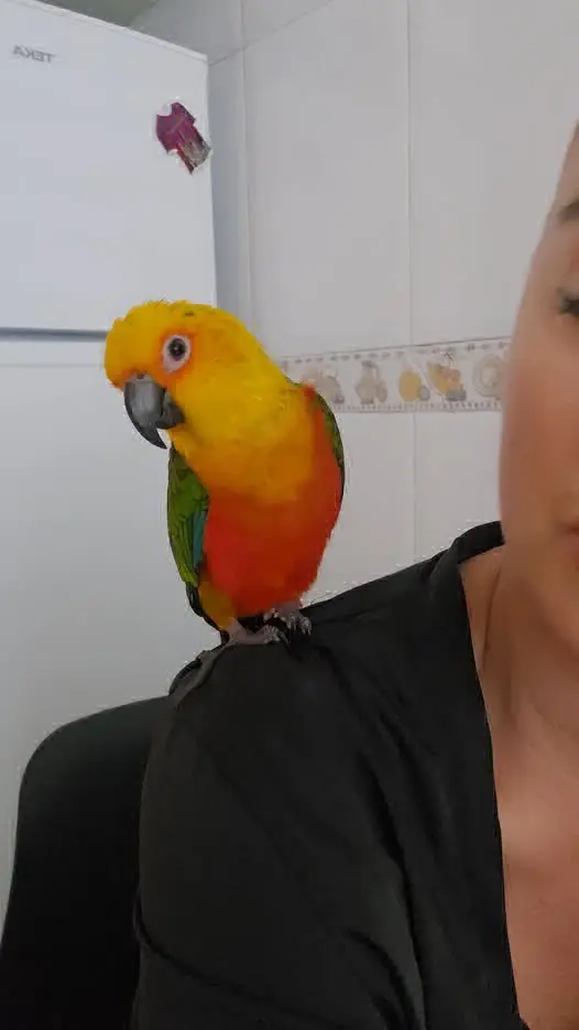 animal lost   08860 Castelldefels Kiri