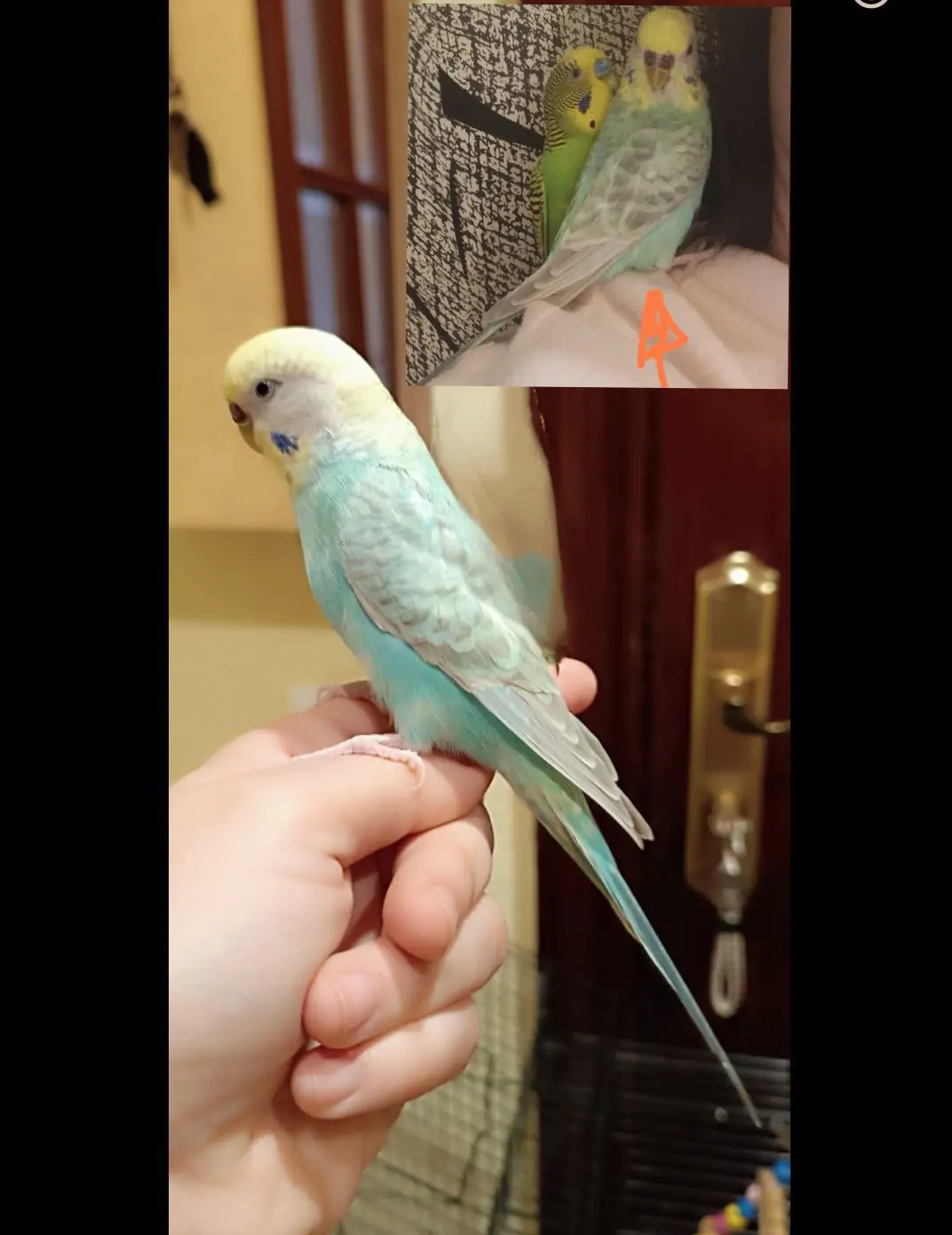 animal lost   48810 Alonsotegi Mandarina