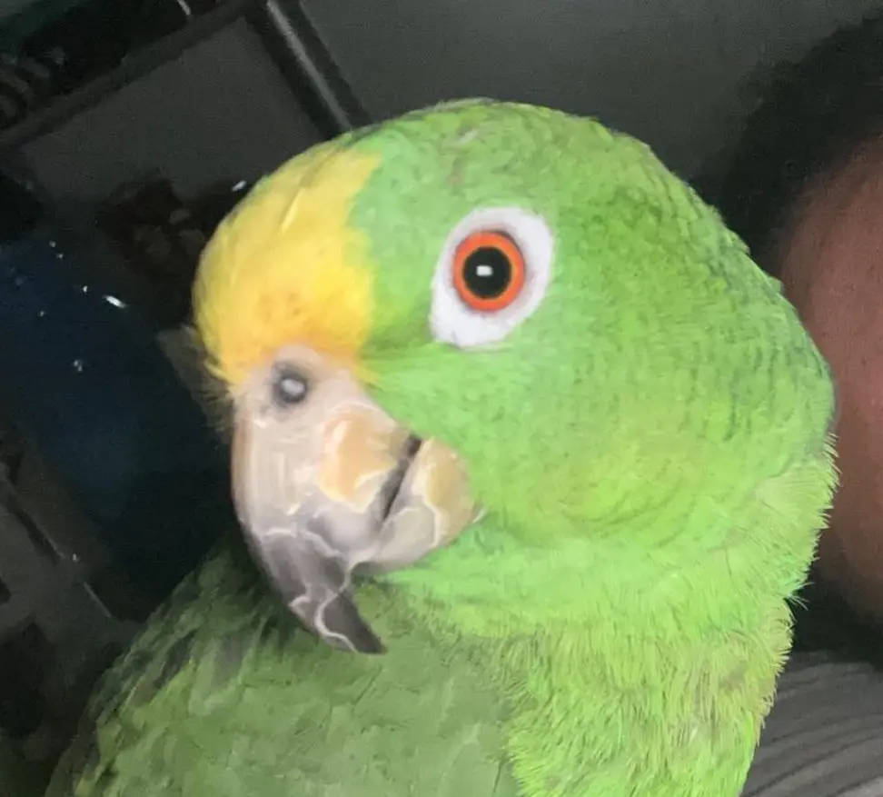animal lost     Lola