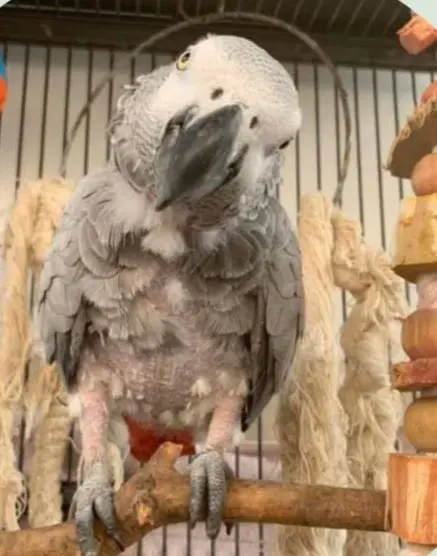 animal lost     Sia
