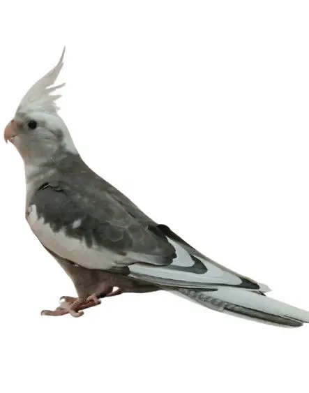 animal lost  Gran Canarias 35518 Tías Ninfa