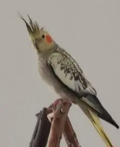 animal lost  Gran Canarias 35518 Tías Pichi