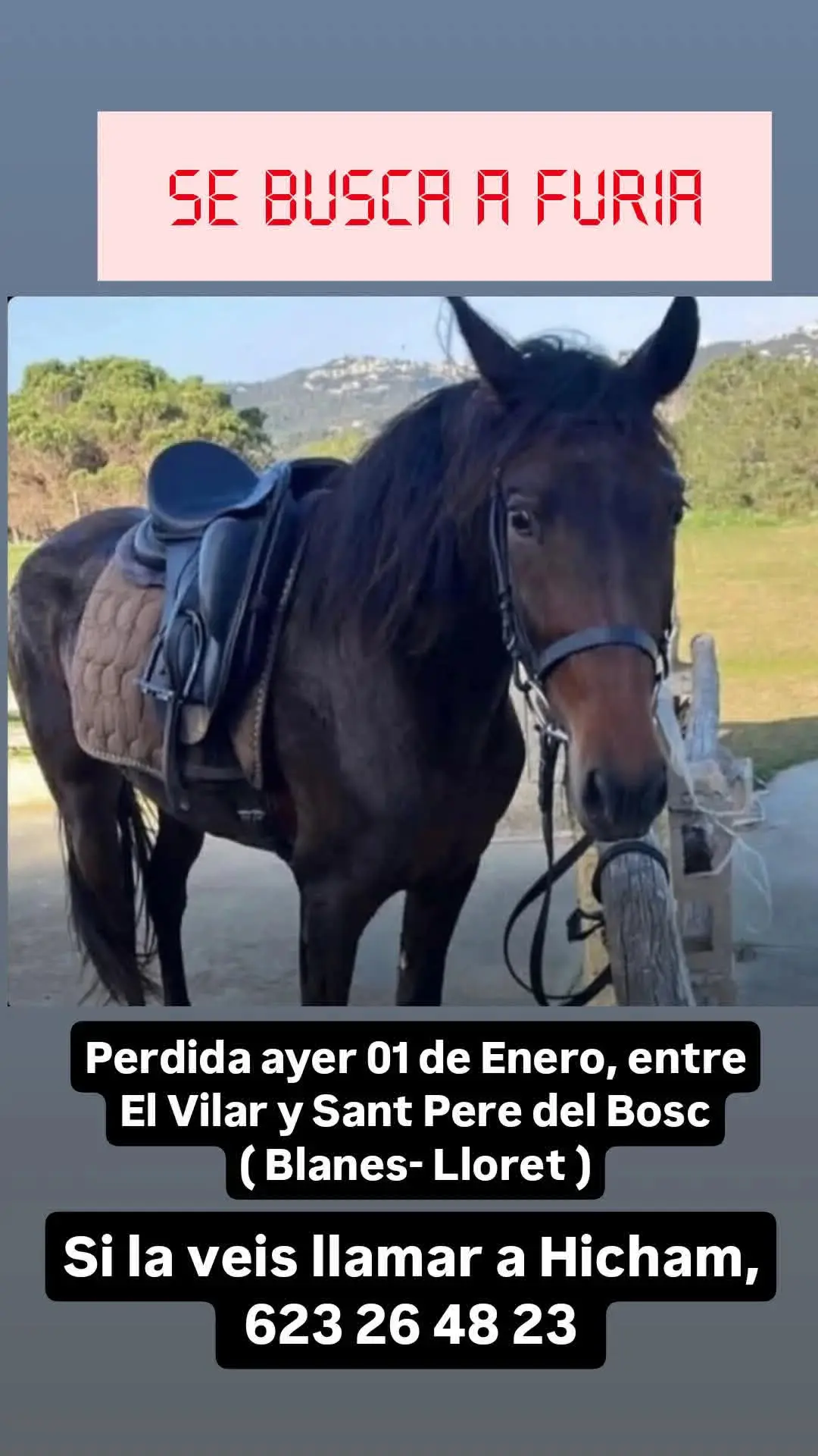 animal lost   17300 Blanes Furia