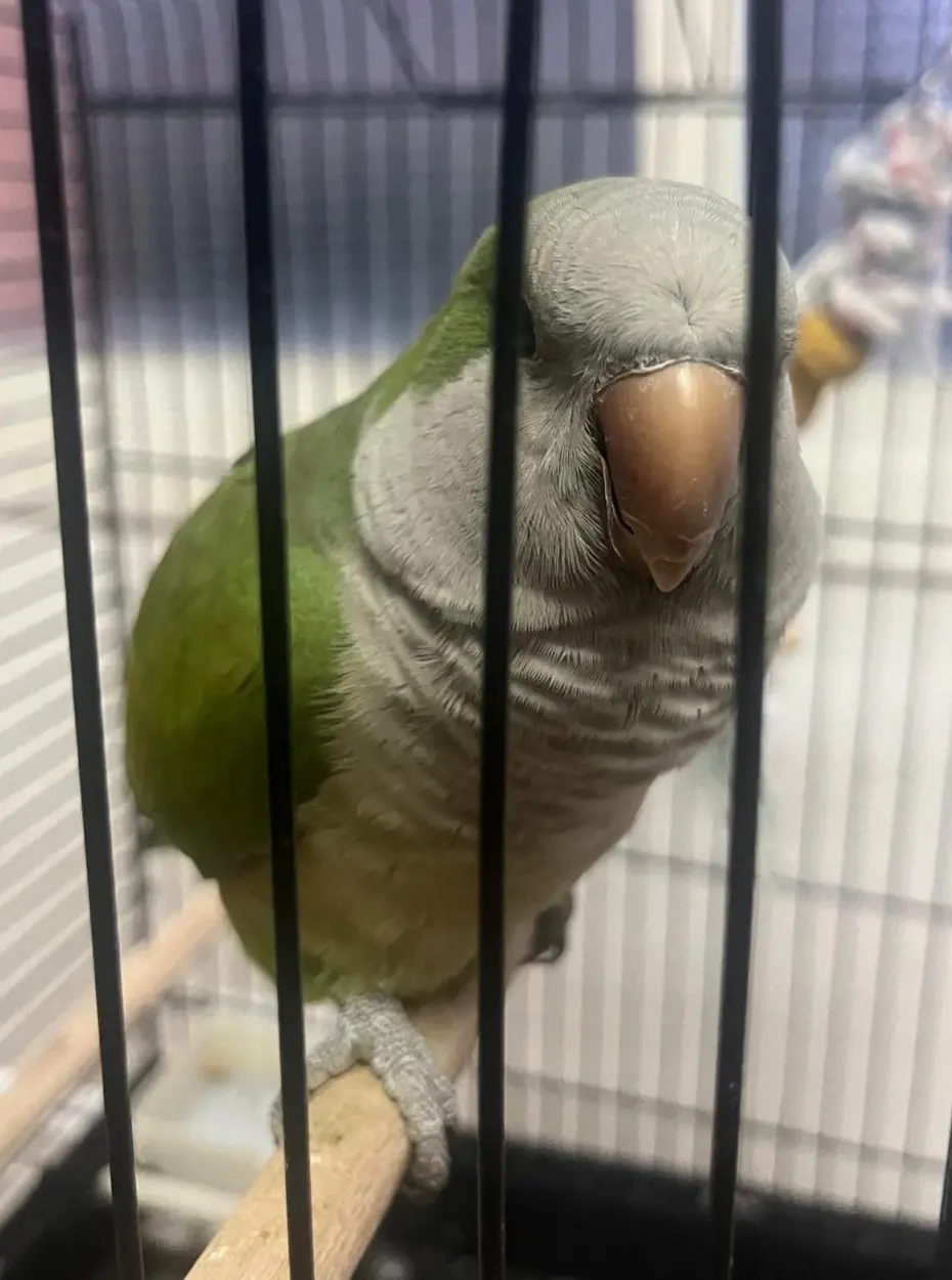 animal lost   28979 Serranillos del Valle Cotorra
