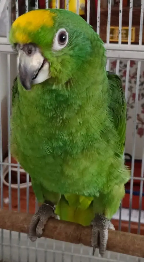 animal lost  Calle Siero 33010 Oviède Frida