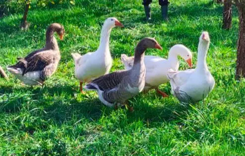 animal lost  Autovía Ronda de la Bahía de Santander 39011 Peñacastillo Ocas