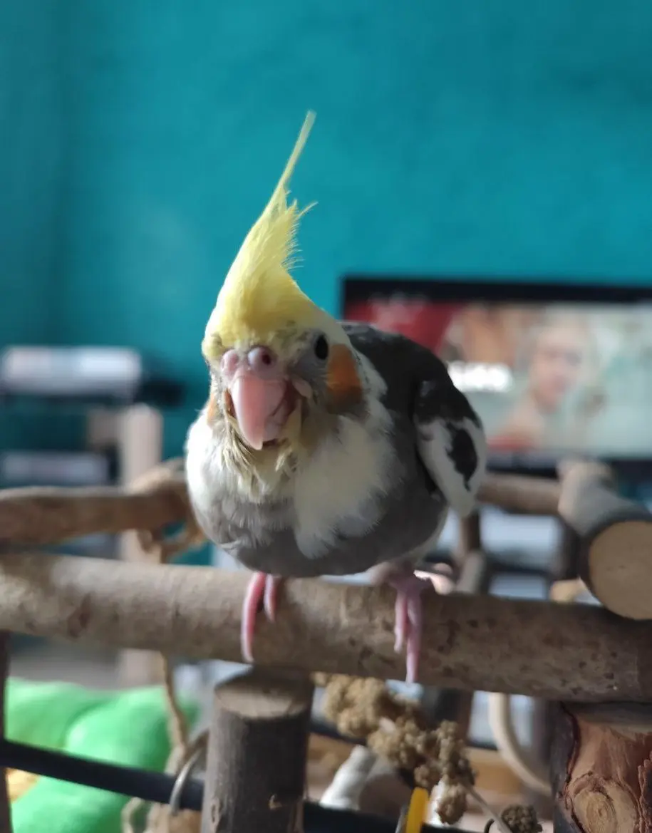 animal lost   41927 Mairena del Aljarafe Piña