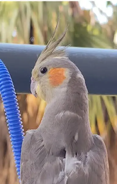 animal lost   41927 Mairena del Aljarafe Punkie