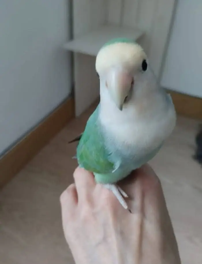 animal lost   20100 Errenteria Hodaya