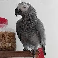 animal lost   20810 Orio Linda