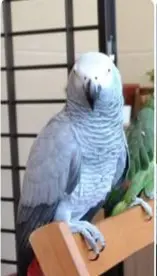 animal lost   45950 Casarrubios del Monte Kuki