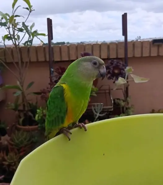 animal lost   46680 Algemesí Oiseau