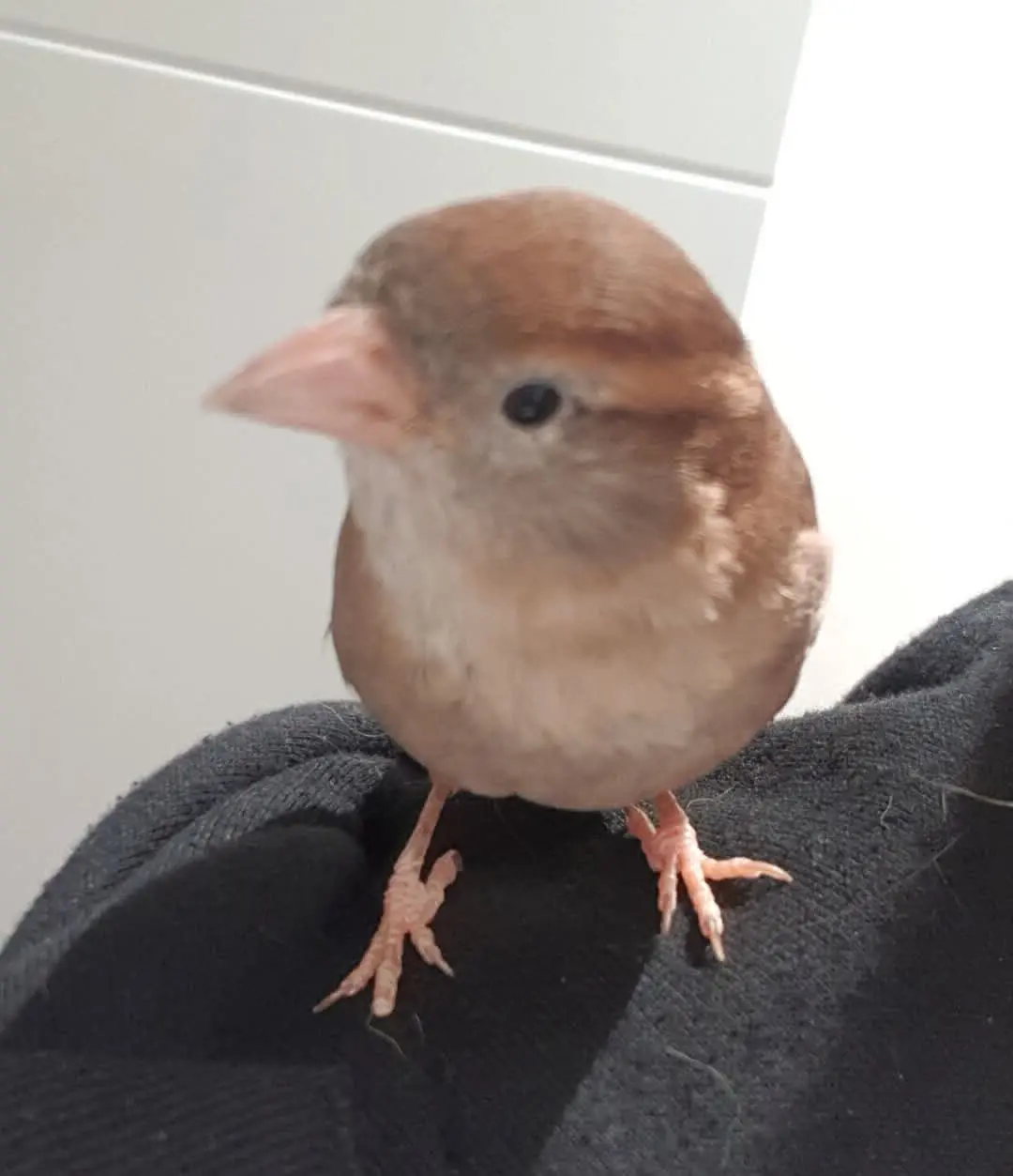 animal lost    Cadrete Gorrion
