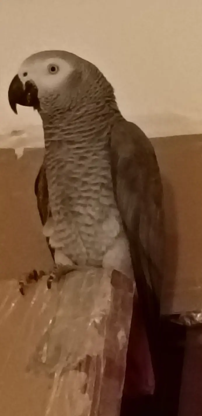 animal lost    Alicante Loro