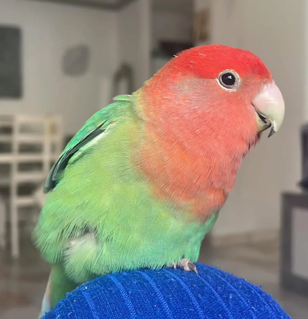 animal lost    Orihuela Boby