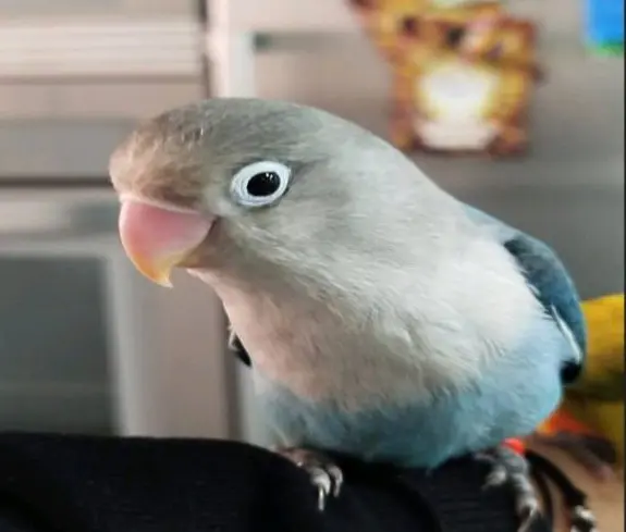 animal lost    Alméria Agapornis