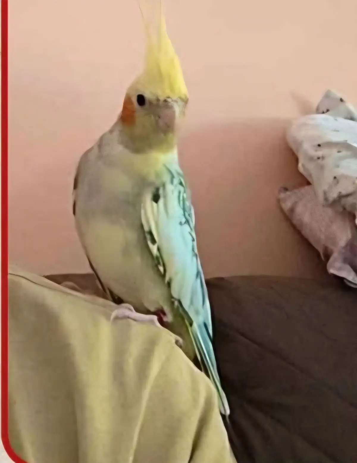 animal lost    l'Hospitalet de Llobregat Pipo
