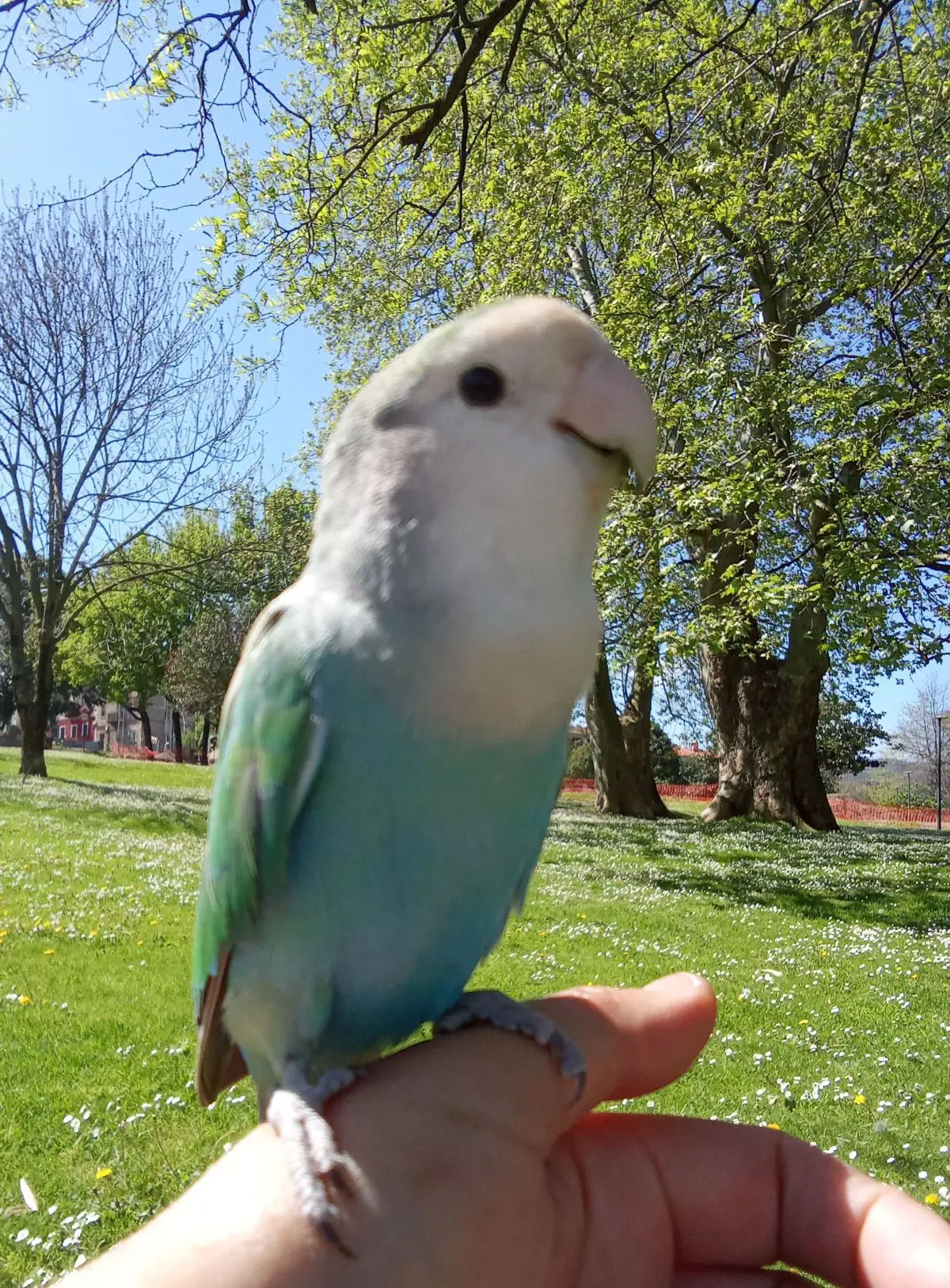 animal lost    Barakaldo Kiwi
