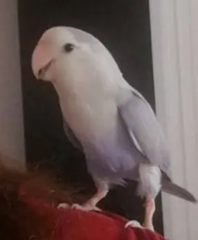 animal lost    Bilbao Hedwig