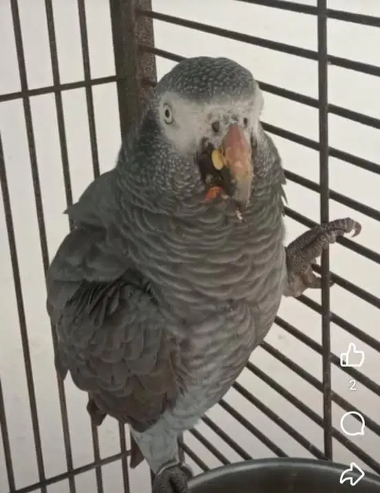 animal lost    Conil de la Frontera Riki