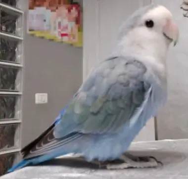 animal lost     Blue
