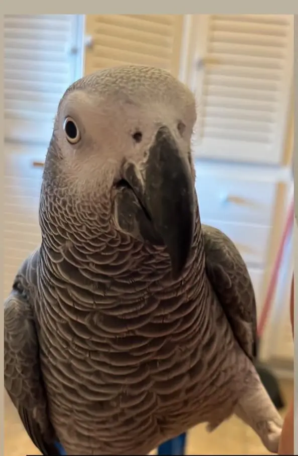animal lost     Bubu