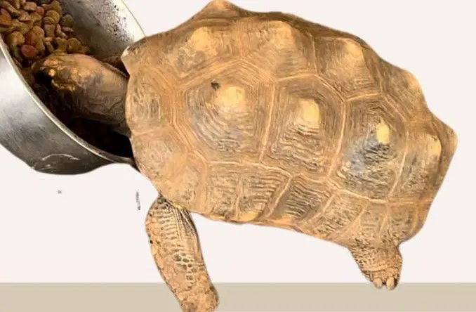 animal lost     Felix
