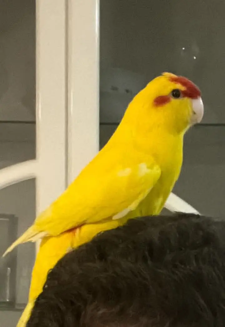 animal lost     Kakariki
