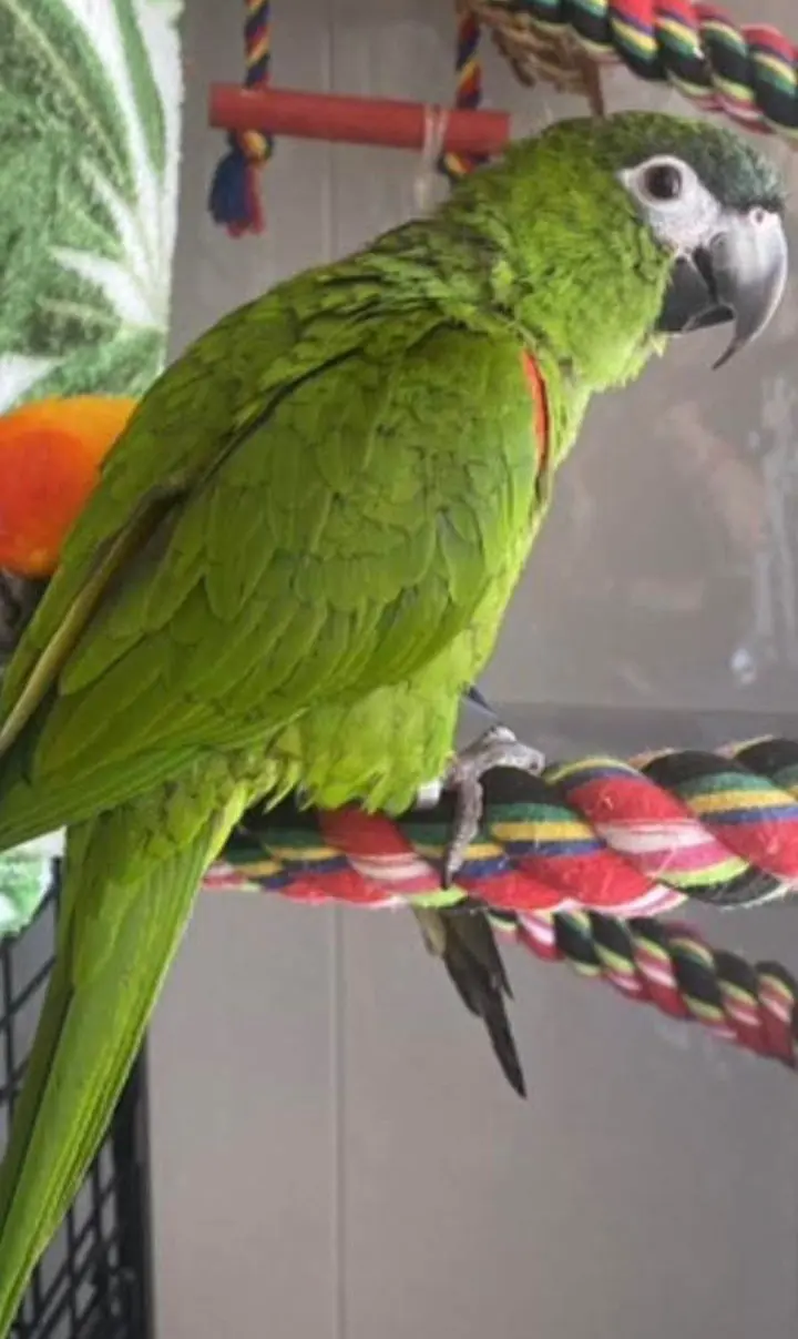 animal lost     Pipo