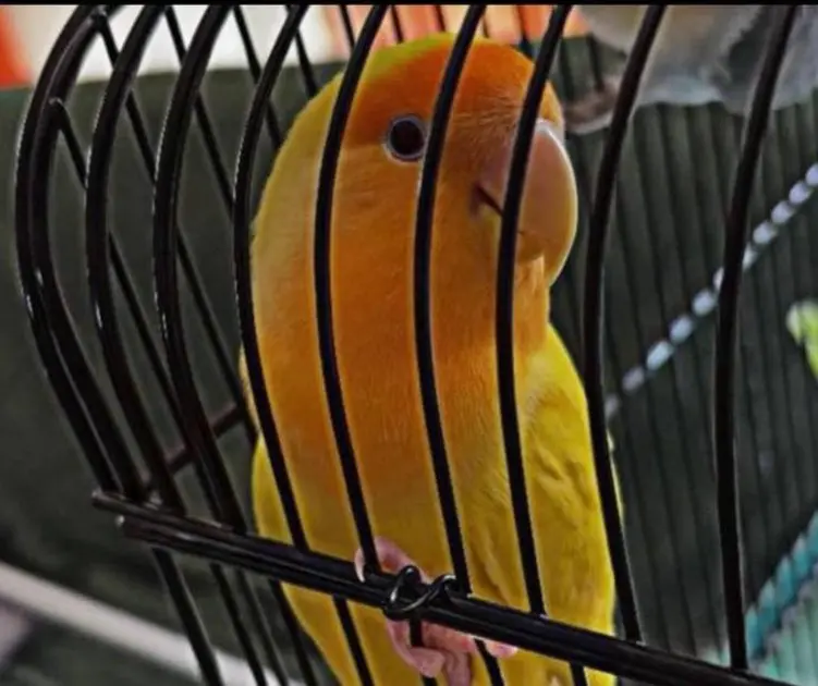 animal lost  Gran Canarias 35518 Tías Pupilo