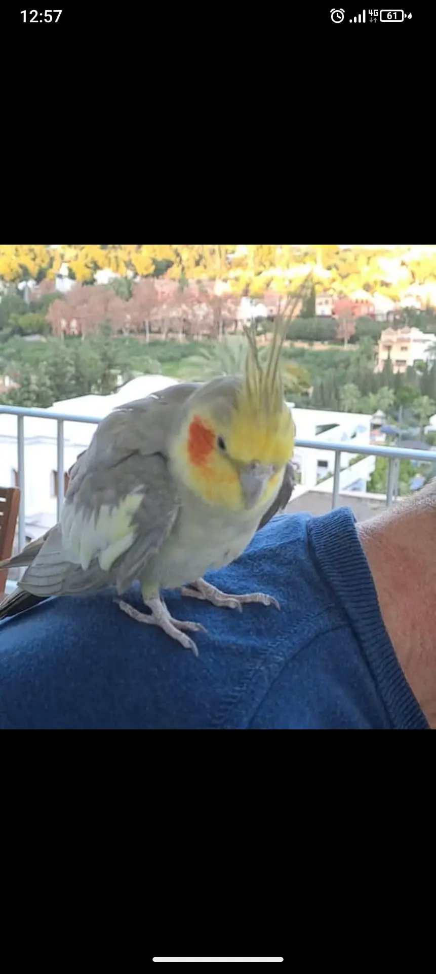 animal lost    Estepona Ninfa