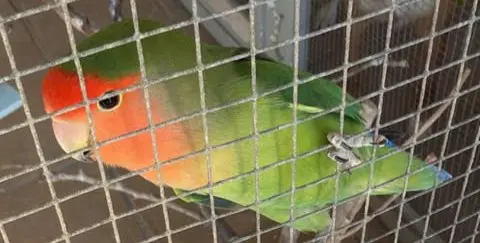 animal lost     Peanut