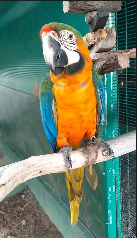 animal lost   28840 Mejorada del Campo Guacamayo