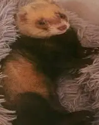 animal lost   28294 Robledo de Chavela Paco