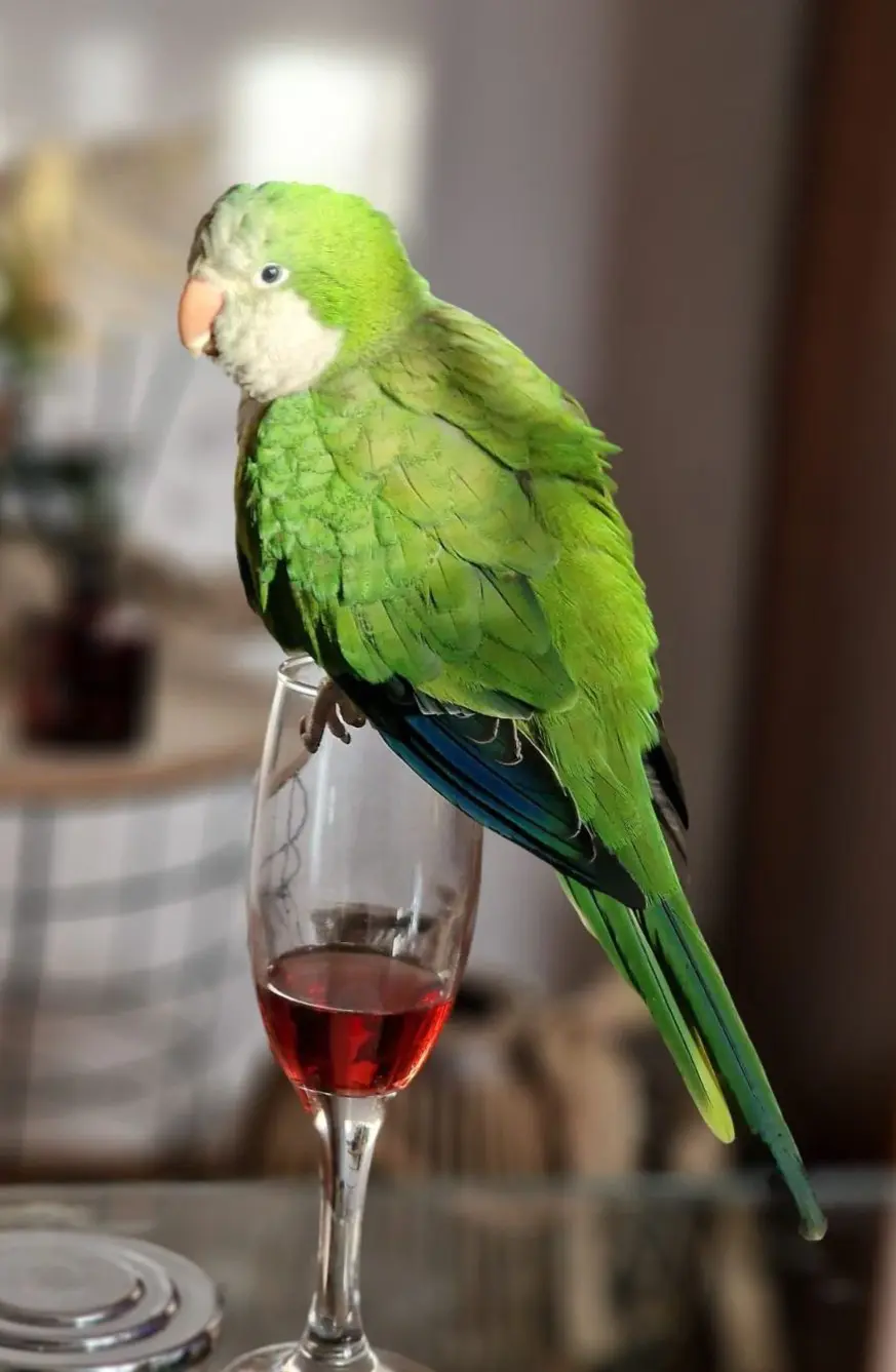 animal lost   28840 Mejorada del Campo Pippo