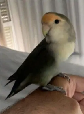 animal lost    Torrejón de Ardoz Agaporni