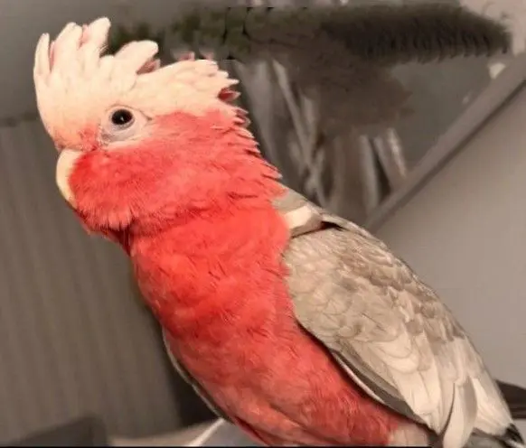 animal lost    Torrejón de Ardoz Julio