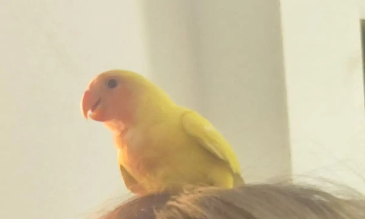 animal lost    Murcie Puyi