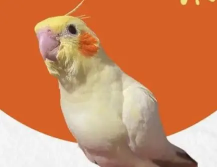 animal lost     Winner