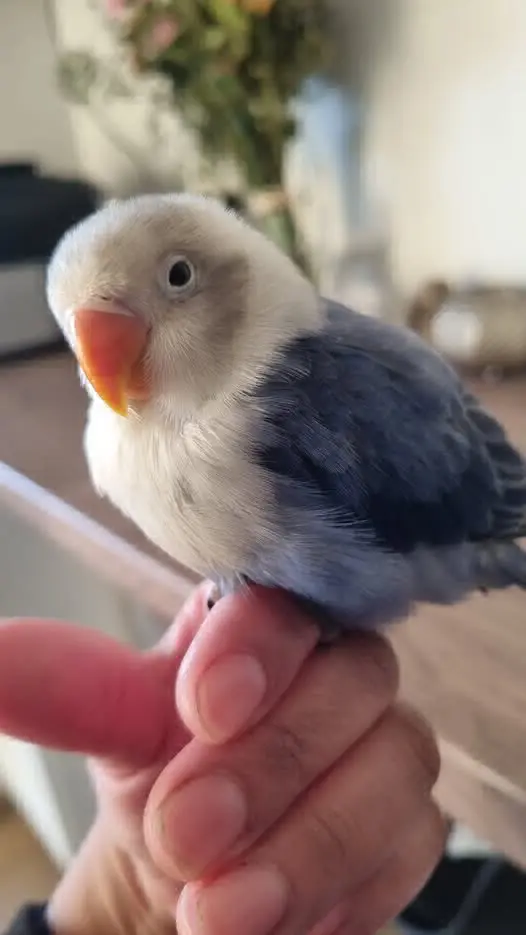 animal lost   31400 Sangüesa/Zangoza Pollito