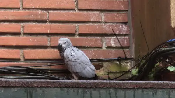 animal lost 3 Calle San Francisco 33003 Oviède Iris