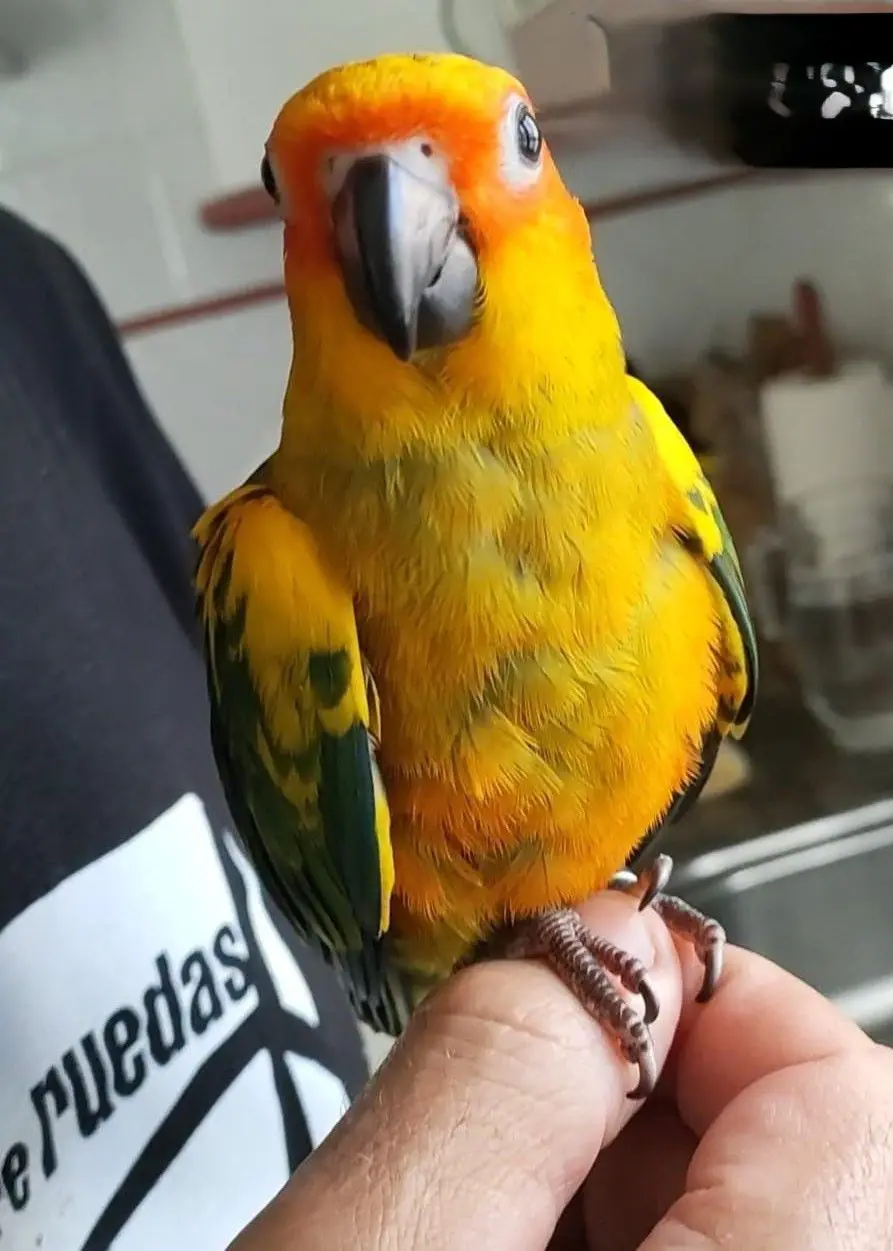 animal lost 35 Avenida del Besaya 39300 Campuzano Conure