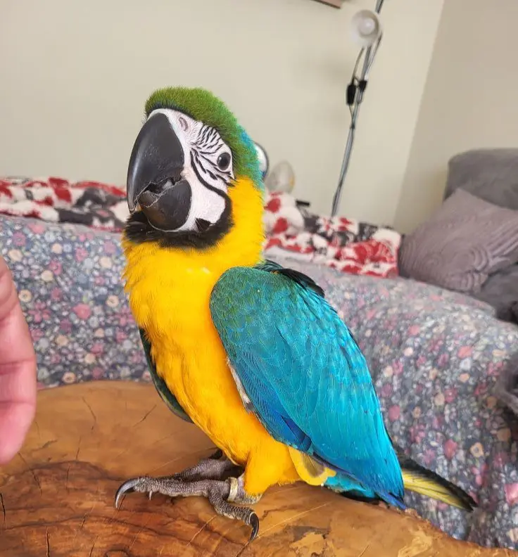 animal lost 35 Avenida del Besaya 39300 Campuzano Guacamayo