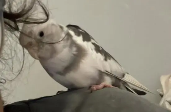 animal lost    Séville Coco