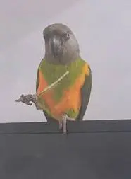 animal lost   20400 Tolosa Hiru