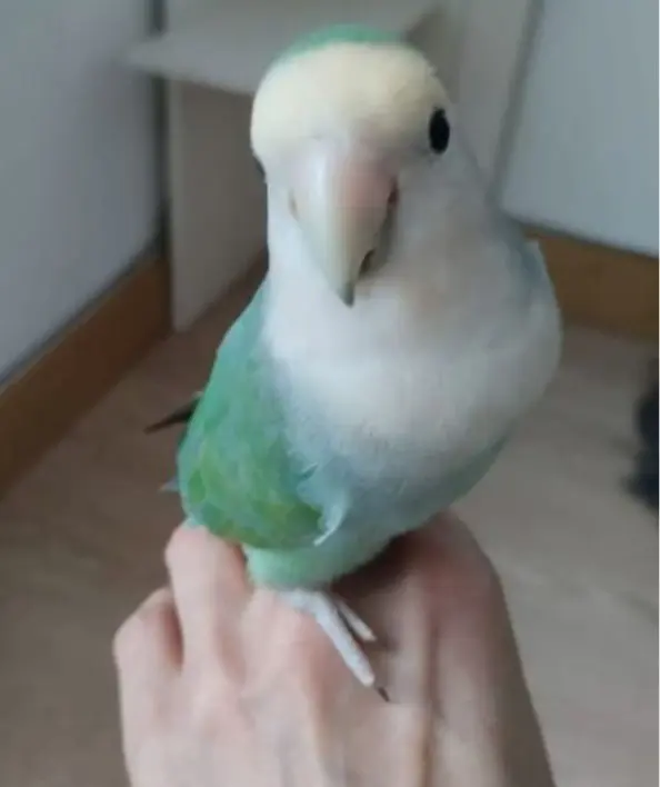 animal lost   20540 Eskoriatza Hodaya