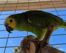 animal lost    Tarragone Kiwi