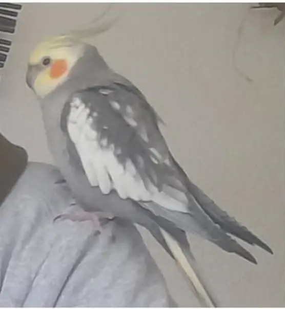 animal lost    Valence Pichu
