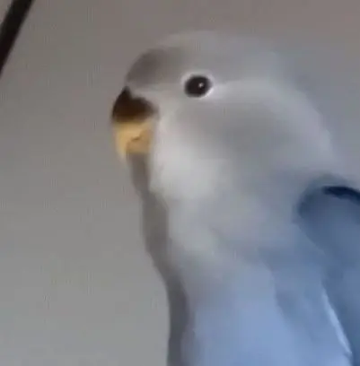animal lost   47330 Traspinedo Blue