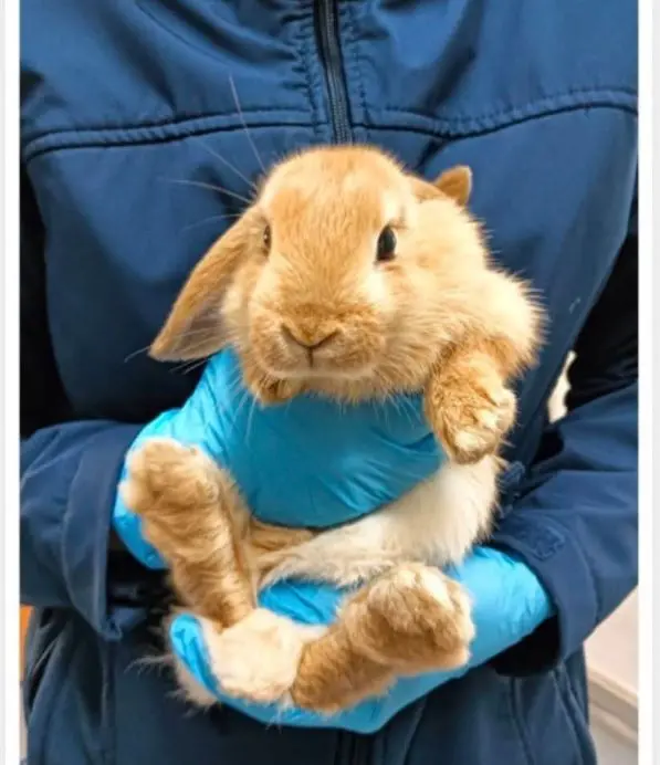 animal lost    Valladolid Calvin